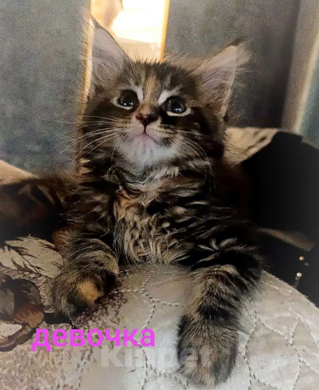 Кошки в Шатуре: Мей-кун котенок Девочка, 10 000 руб. - фото 6