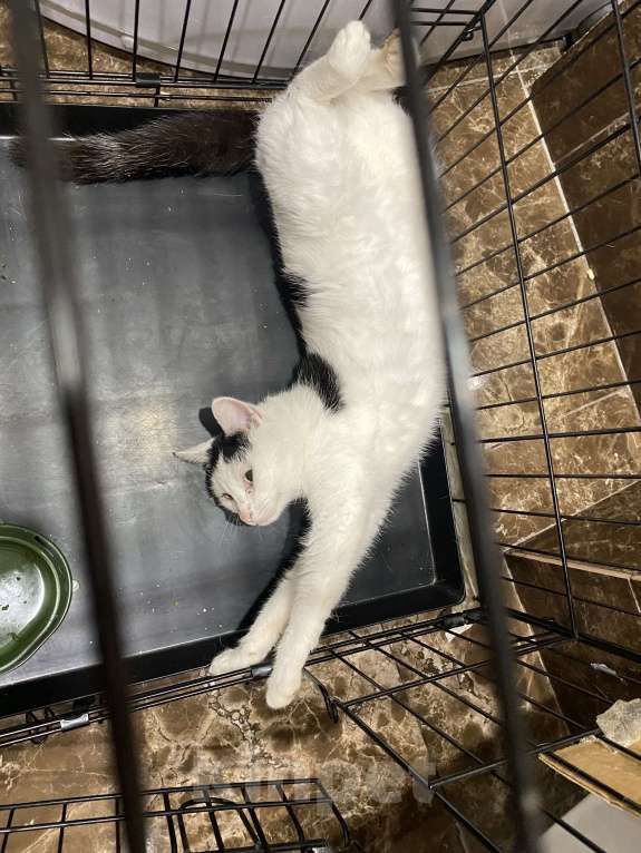 Кошки в Мурином: Кот Мальчик, Бесплатно - фото 1