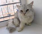 Кошки в Москве: Шотландский длинношерстный прямоухий мальчик Мальчик, 15 000 руб. - фото 5