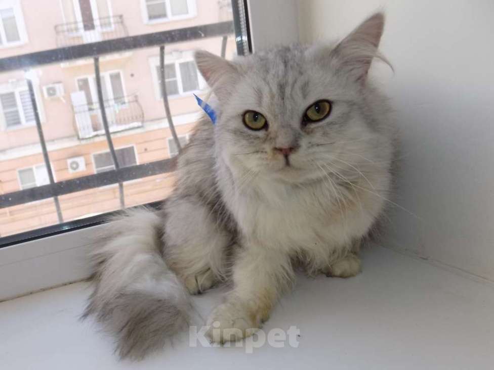 Кошки в Москве: Шотландский длинношерстный прямоухий мальчик Мальчик, 15 000 руб. - фото 5