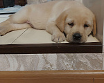 Собаки в Волгограде: Щенок лабрадора-ретривера, девочка. Девочка, 19 000 руб. - фото 4