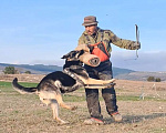 Собаки в Севастополе: Щенки Восточноевропкйской овчарки  Мальчик, 50 000 руб. - фото 10