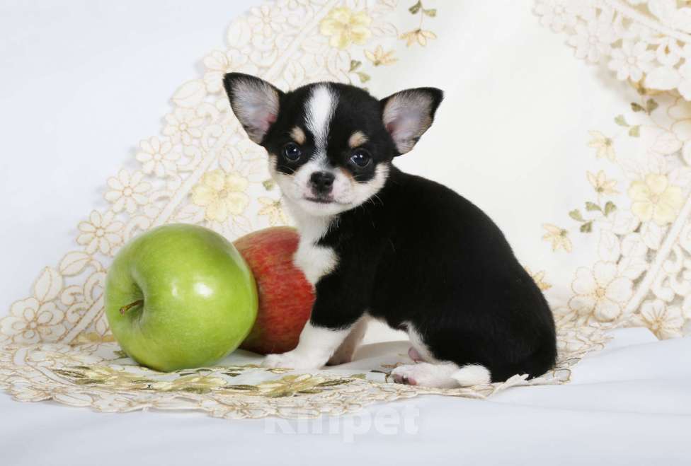 Собаки в Люберцах: продажа щенков чихуахуа Мальчик, 45 000 руб. - фото 3