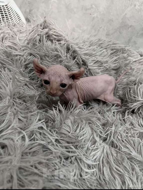 Кошки в Смоленске: Канадский сфинкс Мальчик, 10 000 руб. - фото 8