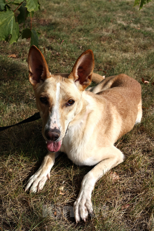Собаки в Москве: Собака в добрые руки бесплатно Москва Девочка, Бесплатно - фото 5