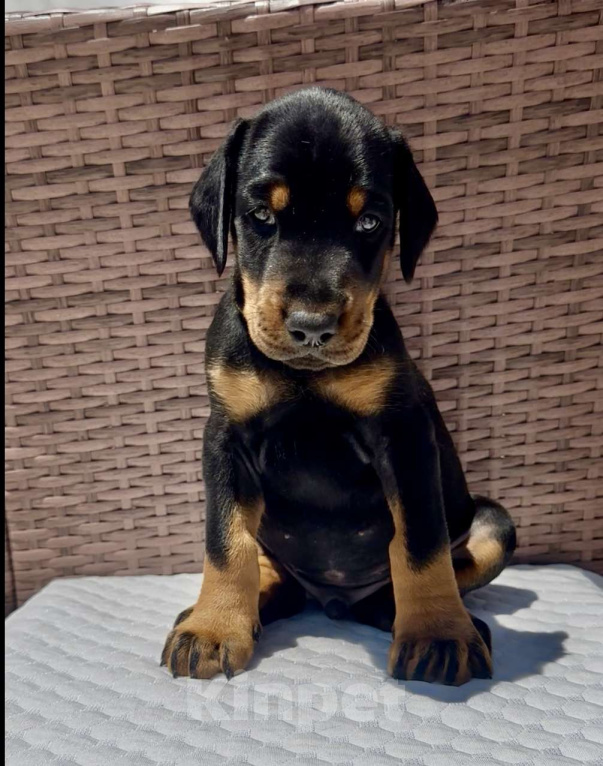 Собаки в Севастополе: Щенки добермана питомник РКФ FCI Мальчик, 80 000 руб. - фото 7
