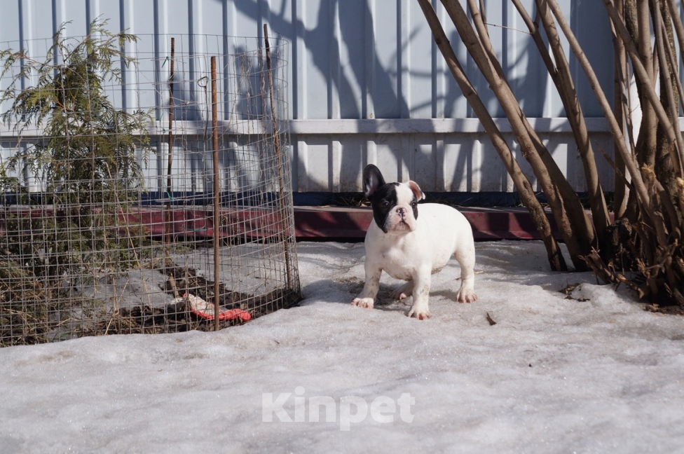 Собаки в других городах Воронежской области: Щенки Французского бульдога Мальчик, Бесплатно - фото 1