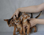 Кошки в Мытищах: Абиссинские котята Мальчик, 65 000 руб. - фото 2