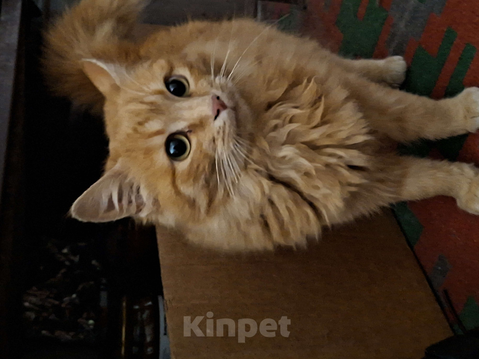 Кошки в Краснодаре: Отдам котенка, девочка Девочка, Бесплатно - фото 1