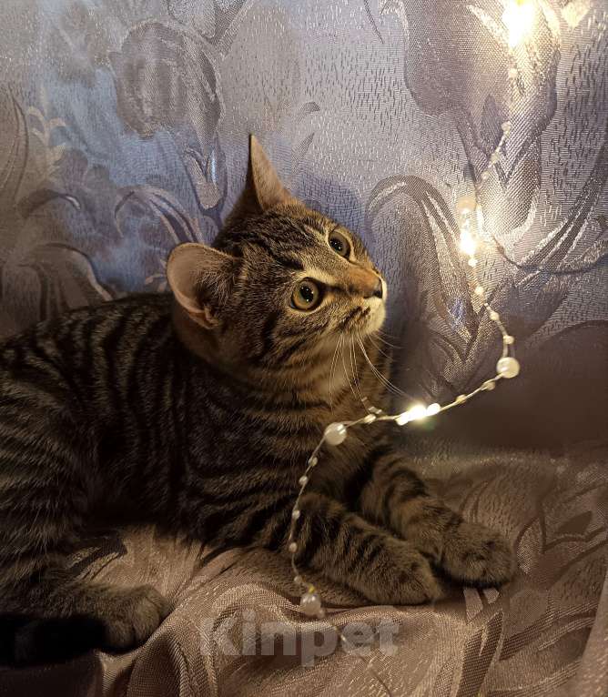 Кошки в Ивантеевке: Пушистик Мальчик, Бесплатно - фото 2