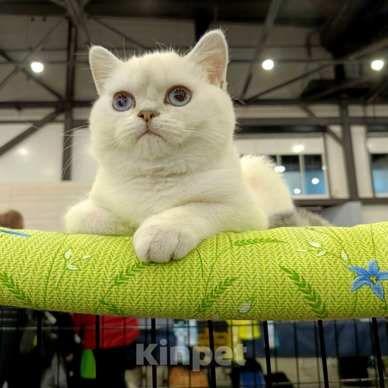 Кошки в Санкт-Петербурге: Британская шиншилла. Мальчик, 25 000 руб. - фото 4