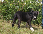 Собаки в Пушкино: черный брутал Мальчик, 50 000 руб. - фото 2