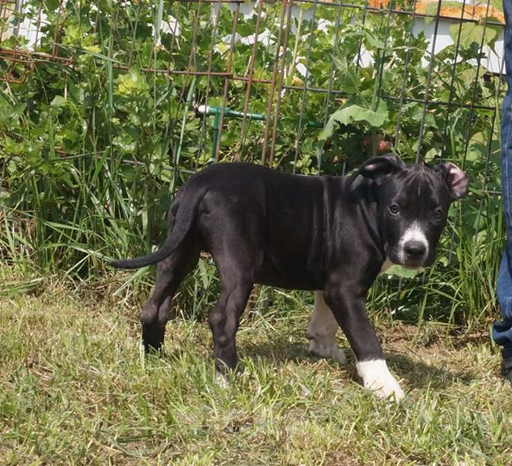 Собаки в Пушкино: черный брутал Мальчик, 50 000 руб. - фото 2