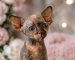 Кошки в Москве: Котенок канадский сфинкс Девочка, Бесплатно - фото 1
