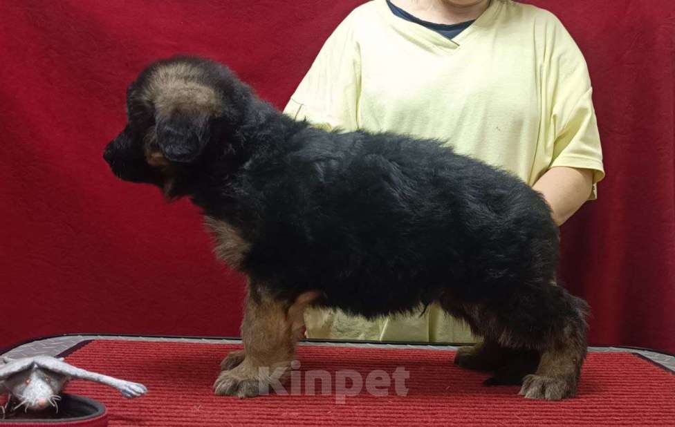 Собаки в Ангарске: Щенки длинношёрстной немецкой овчарки  Мальчик, 50 000 руб. - фото 5