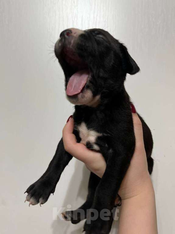 Собаки в Москве: Американские питбультерьеры Мальчик, 20 000 руб. - фото 4