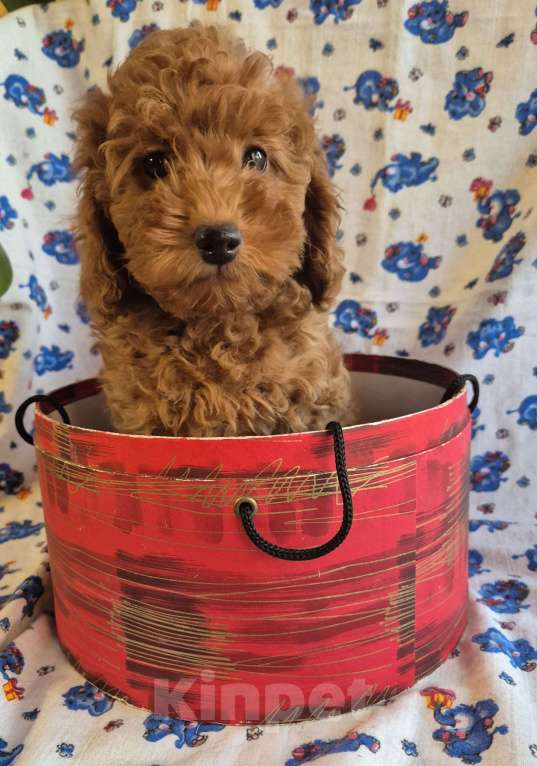 Собаки в Мытищах: Щенки миниатюрного пуделя Девочка, Бесплатно - фото 2