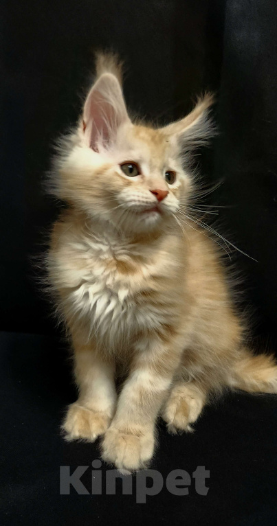 Кошки в Красногорске: Котенок мейн-кун  Мальчик, 60 000 руб. - фото 3