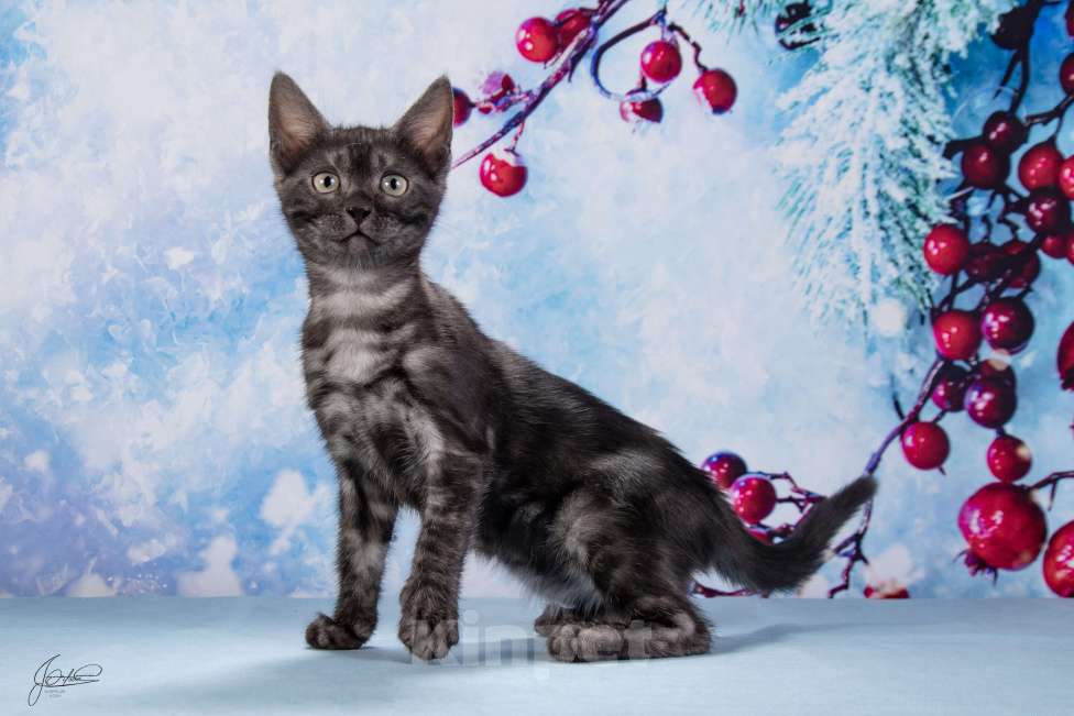 Кошки в Москве: Бугатти Девочка, 55 000 руб. - фото 6