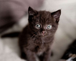 Кошки в Красноярске: Шоколадный котик шотландец Мальчик, Бесплатно - фото 1
