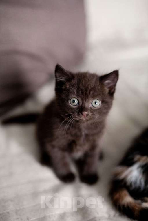 Кошки в Красноярске: Шоколадный котик шотландец Мальчик, Бесплатно - фото 1