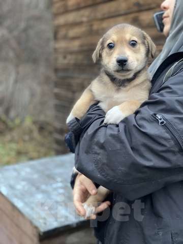 Кошки в Москве: Очаровательные малышки - сестрёнки  ищут дом! Девочка, 1 руб. - фото 9
