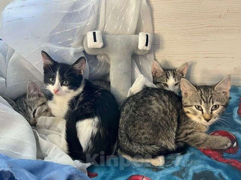 Кошки в Москве: Котята в добрые руки Девочка, Бесплатно - фото 7