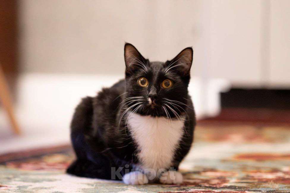 Кошки в Москве: Котик Фрасимах ищет маму и папу.  Мальчик, Бесплатно - фото 4