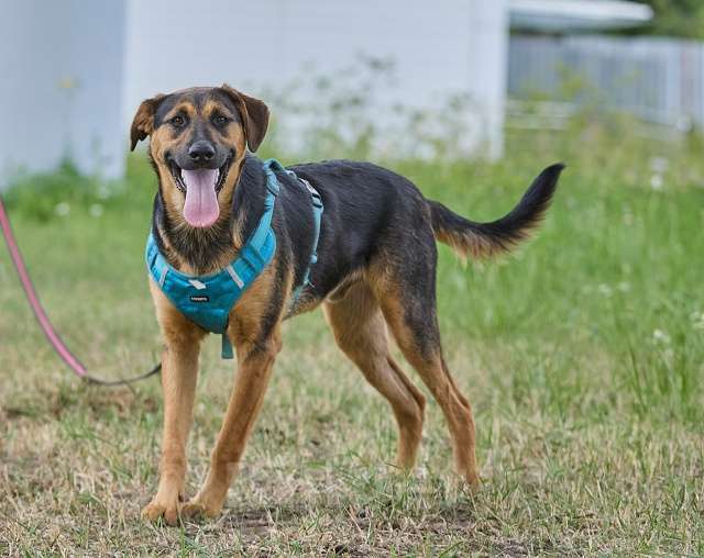 Собаки в Москве: Пелле - украл всю мамкину нежность Мальчик, Бесплатно - фото 7