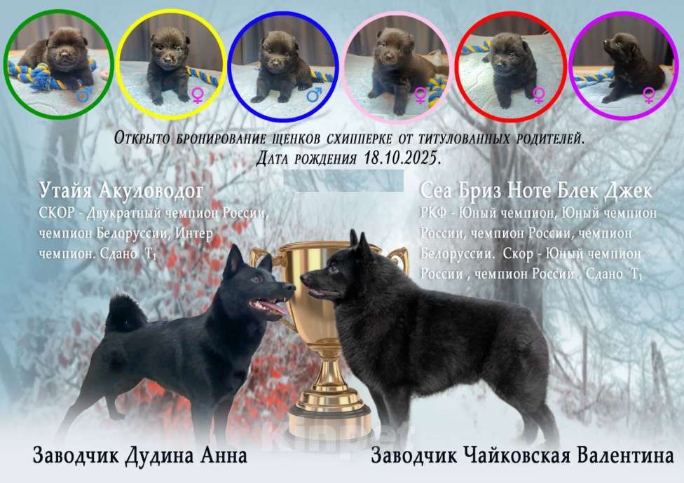 Собаки в Раменском: Щенки шипперке от титулованных родителей в домашних условиях Мальчик, 70 000 руб. - фото 5