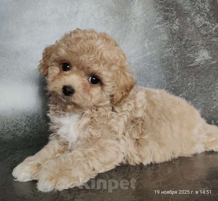 Собаки в Мытищах: Пушон Линда Девочка, 200 000 руб. - фото 2