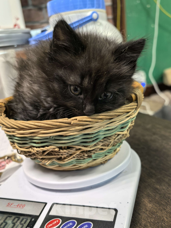 Кошки в Санкт-Петербурге: Котёнок Анубис ищет дом Мальчик, Бесплатно - фото 6