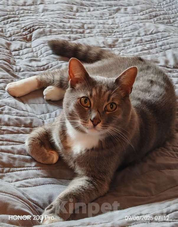 Кошки в Москве: Пропал кот Мальчик, 5 000 руб. - фото 1