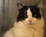 Кошки в Санкт-Петербурге: Кошка ищет дом Девочка, Бесплатно - фото 1