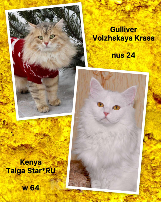 Кошки в Тюмени: Сибирский котёнок Девочка, 15 000 руб. - фото 10