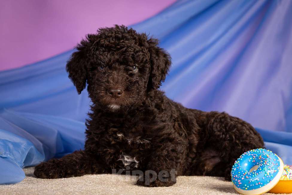 Собаки в Москве: ERMAYT Мальчик, 120 000 руб. - фото 5