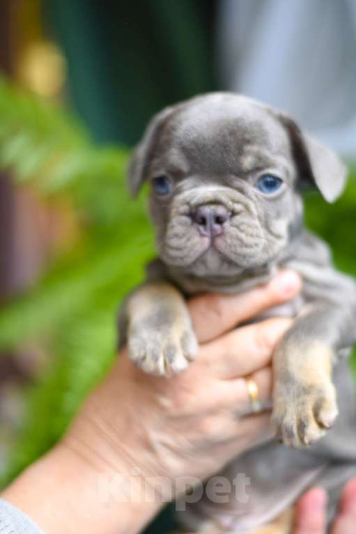 Собаки в Москве: очаровательный мальчик лиловый с подпалом Мальчик, 75 000 руб. - фото 5