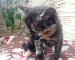 Кошки в Симферополе: Маленькая девочка кошечка  Девочка, Бесплатно - фото 4