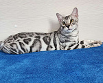 Кошки в Москве: Бенгальский серебряный мальчик Мальчик, 35 000 руб. - фото 9