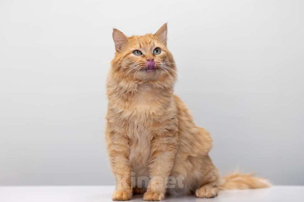 Кошки в Москве: Кот Артишок в добрые руки Мальчик, Бесплатно - фото 5