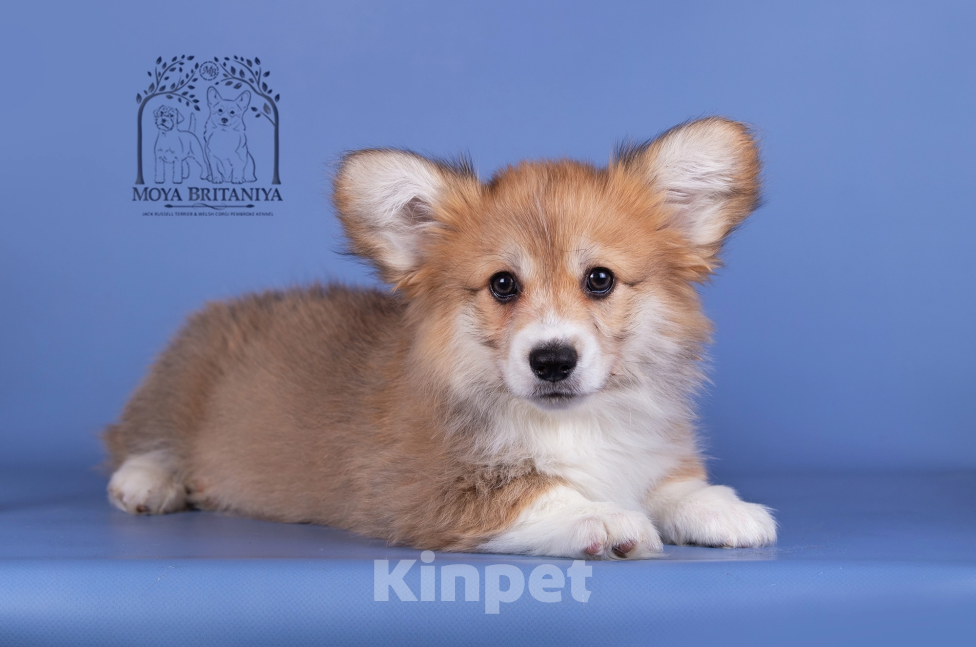 Собаки в Нижнем Новгороде: Дети Dragonjoy Star Trekket Мальчик, 50 000 руб. - фото 4