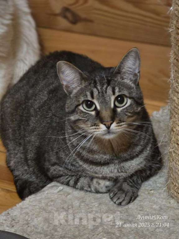 Кошки в Москве: Барсик ищет дом Мальчик, Бесплатно - фото 3