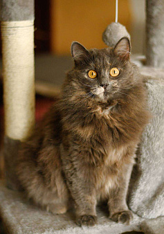 кошка Хлоя в добрые руки