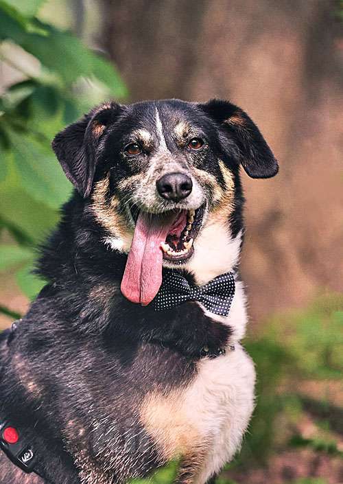 Собаки в Москве: Обаяшка Том ищет свою семью Мальчик, 10 руб. - фото 3