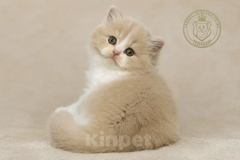 Кошки в Люберцах: Британский котенок Мальчик, 20 000 руб. - фото 2