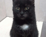 Кошки в Всеволожске: молодая кошечка Софа, Бесплатно - фото 1