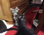 Кошки в Кувшиново: Котята мейн кун, 10 000 руб. - фото 8
