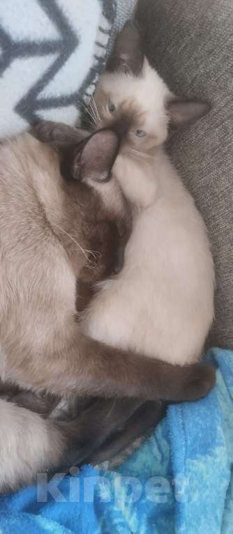 Кошки в других городах Московской области: Котята Девочка, 11 000 руб. - фото 1