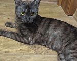 Кошки в Красноярске: Кошечка хищница Девочка, Бесплатно - фото 6