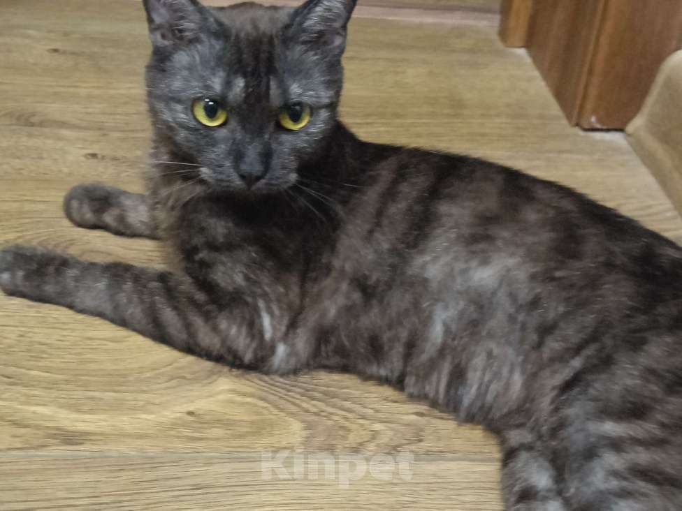 Кошки в Красноярске: Кошечка хищница Девочка, Бесплатно - фото 6